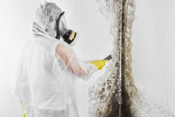 Best Industrial Mold Remediation  in Meadview, AZ